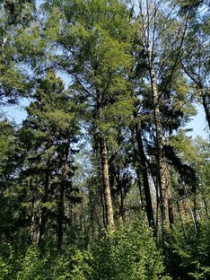 Губайловский парк, Красногорск