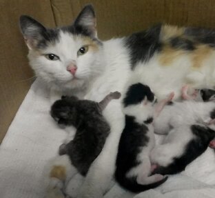 Маруся и 7 котят 