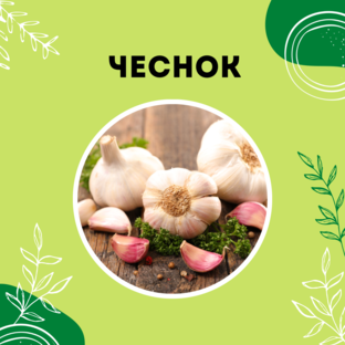 Про чеснок