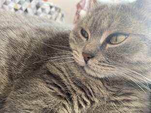 Жизнь Марго 🐈‍⬛❤️