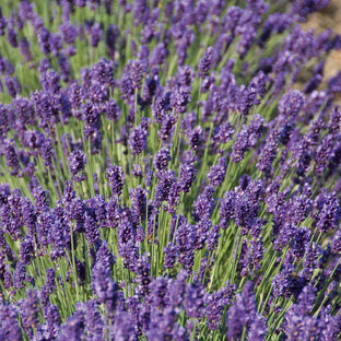 Про лаванду