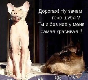 Анекдоты, шутки, юмор, весёлые истории 