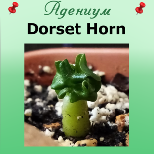 Адениум DORSET HORN, "Барашек".