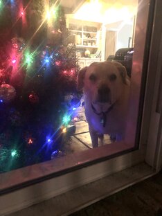 Рождественские и новогодние истории