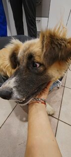СЁМУШКА - помимо 2 переломов в ДТП получила ШАНС на новую жизнь! 