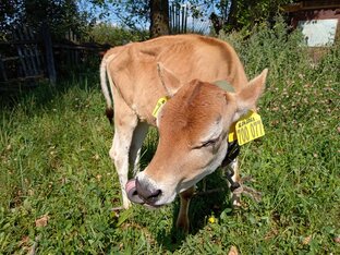 Видео деревенской жизни