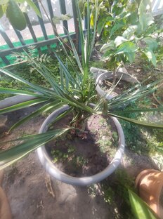 Растения дома 