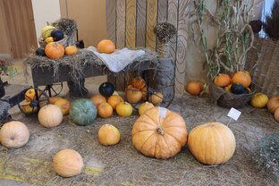 Госпожа тыква 2023