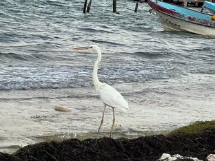 Необычные животные, птицы и насекомые в Мексике