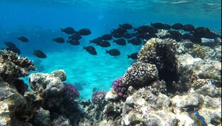 Риф отеля NOVOTEL х