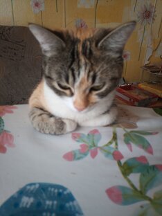 Животные