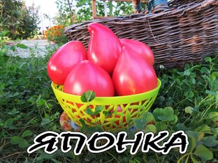 Томаты