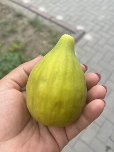 Экзотика и новинки