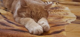 Дневник Лины