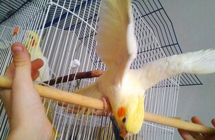 ПОПУГАИ КОРЕЛЛЫ 