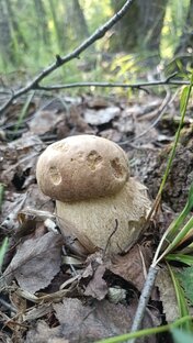 Сбор ГРИБОВ 🍄 во Владимирккой области...