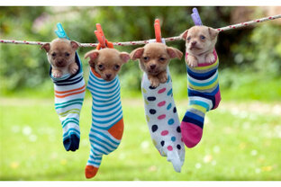 Эти  забавные животные.