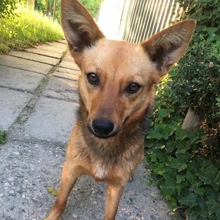 Лиса (ждём приезда в Петербург)