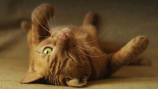 Кошки моя любовь и очаровнаие .У вас тоже?