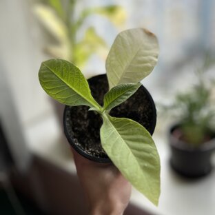 Табак домашний