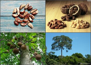 Осознанное питание