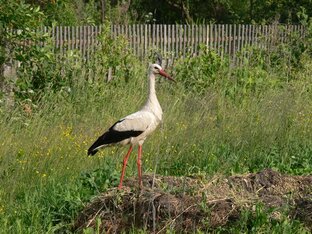 Аистиная история