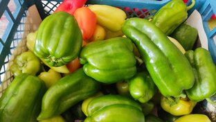 Перцы отА до Я