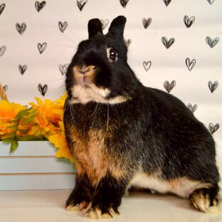 Про породы кроликов 🐰