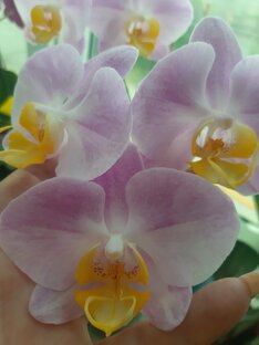Орхидеи, моя любовь