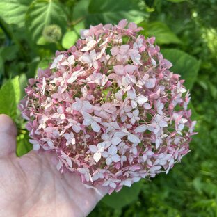 Древовидные гортензии