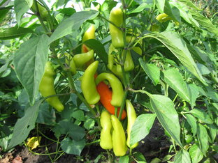 Овощи с грядок