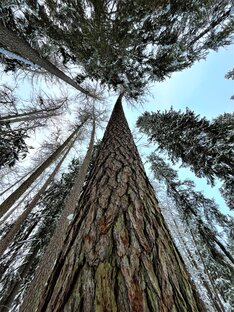 Ленинградская область