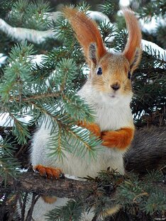 Сказки про животных