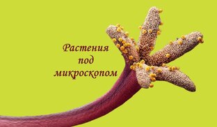 Растения под микроскопом