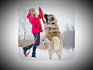 О других блогерах, заводчиках, ветеринарах...