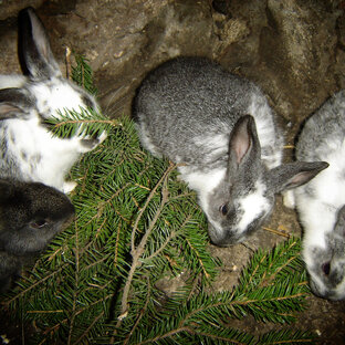 МОЁ подворье