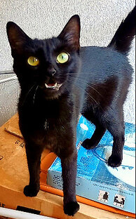 Про котов и кошек, всяких и хороших.