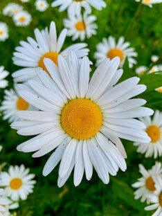 папарка: прогулки с папой в парках