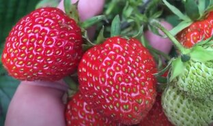 Ягодные культуры