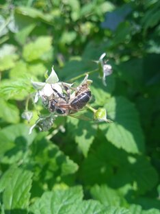 Все о пользе мёда