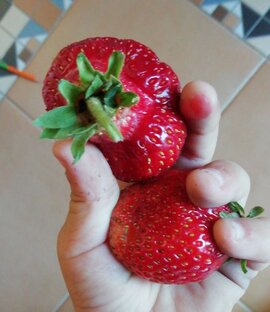 Клубника земляника