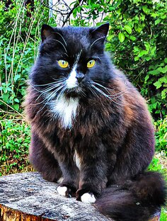 Кошачьи будни. Видео