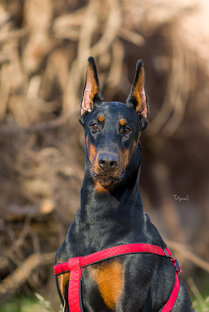 Ларалав Барселона Александрия 