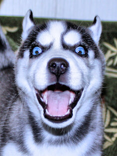 Мои питомцы и другая живность. 