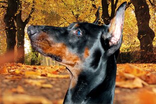 Доберман Айк (питомник Blesk Leo)