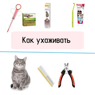 Как ухаживать