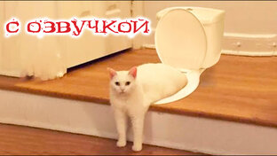 Приколы с котами с озвучкой