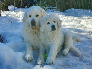подгалянская овчарка (видео)