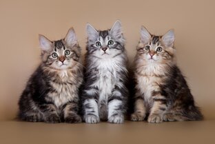 О кошках 