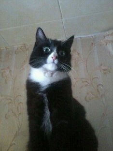 Концептуальное шоу